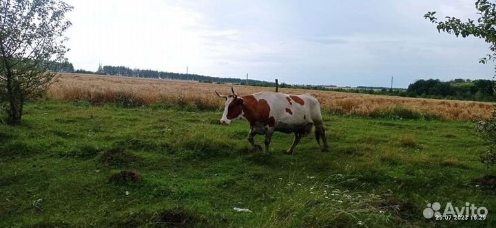 Коровы и телки