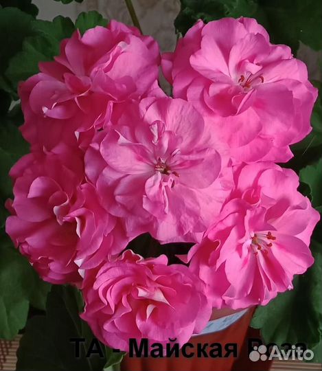 Пеларгония