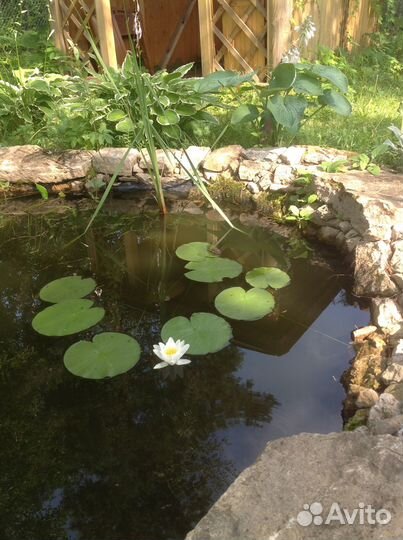 Нимфея - посадка под зиму