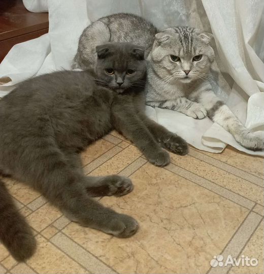 Вислоухие котята