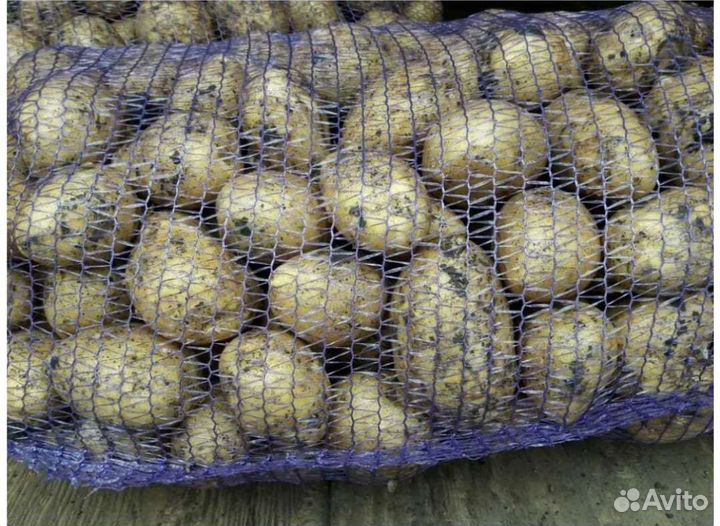 Крупный картофель