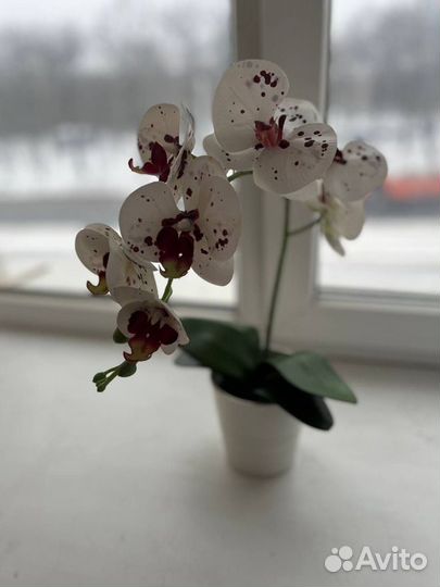 Орхидея дендробиум искусственный