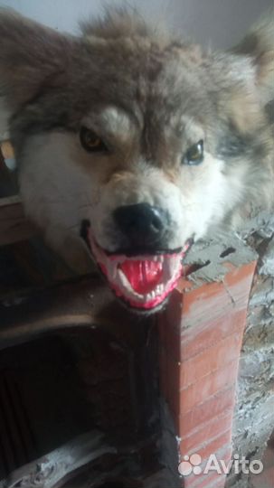 Имитация волка голова