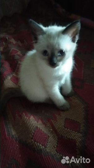 Котятак от сиамской-тайской кошки