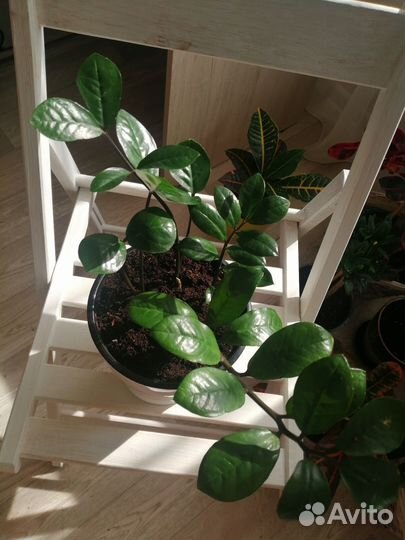 Замиокулькас