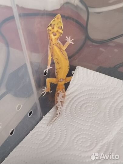 Эублефар ящерица