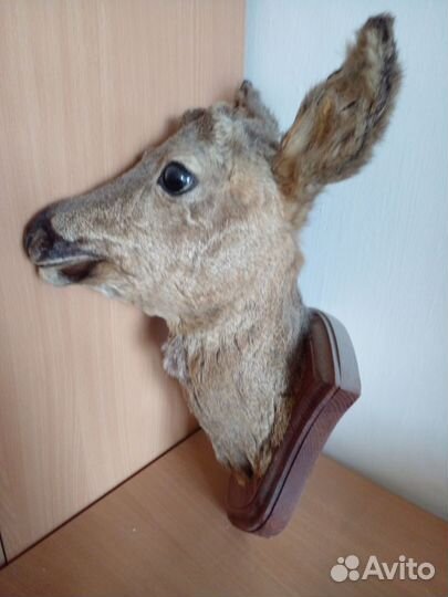 Чучело головы косули