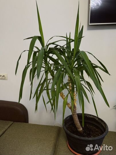 Юкка растение