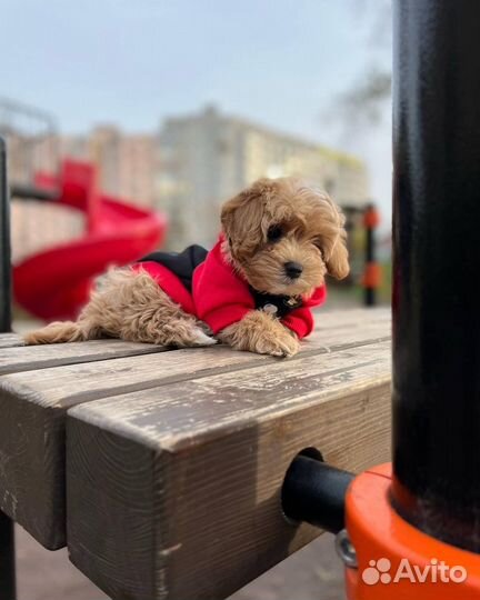 Мальтипу тедди ф1