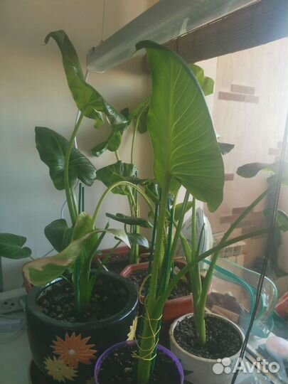 Калла белая