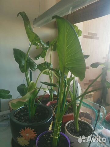 Калла белая