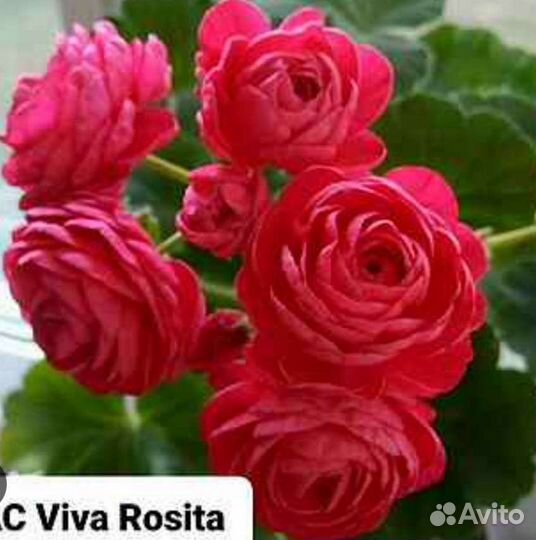 Пеларгония герань сортовая