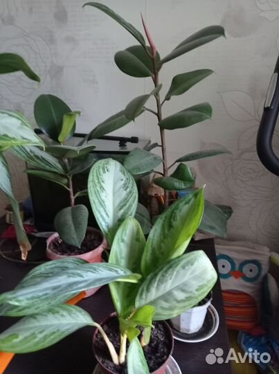 Комнатные растения фикусы Шефлера, Агланема