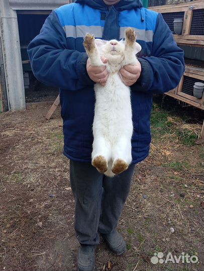 Продам кроля