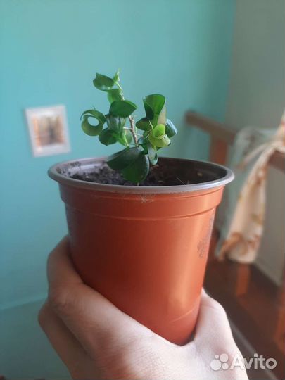 Фикус кудрявый