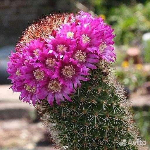 Lobivia, Mammillaria, Echinopsis, Dolichothele