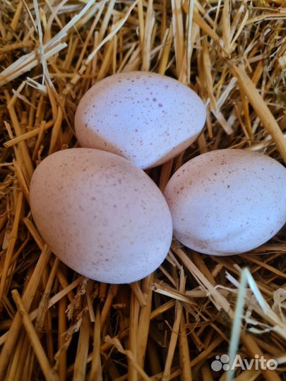 Инкубационное яйцо индейки