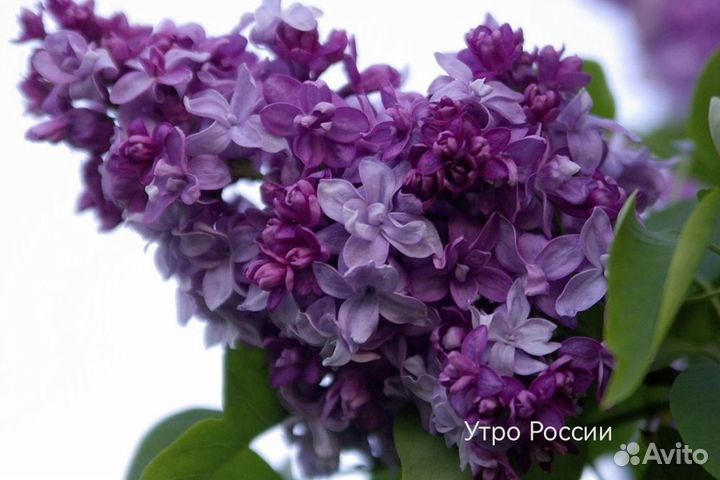 Сирень в ассортименте
