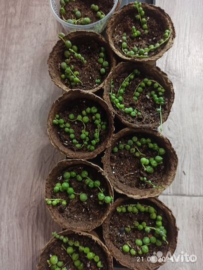 Крестовник Роулли