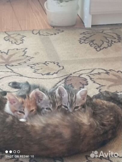 Дом для котят