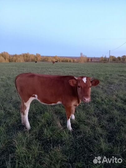 Телка 10 месяцев