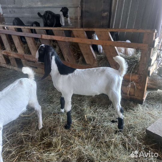 Козы камори