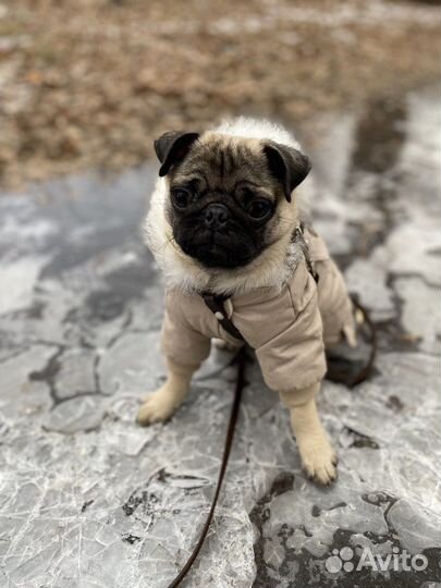 Одежда для собак