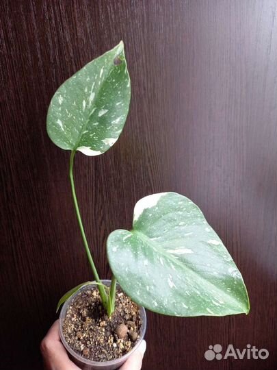 Монстера Тайское созвездие и Альба