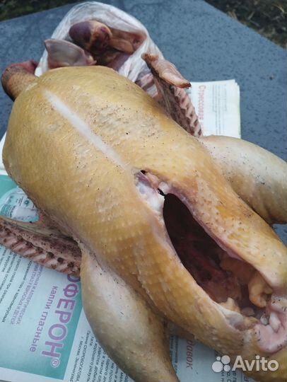 Тушка индоутки