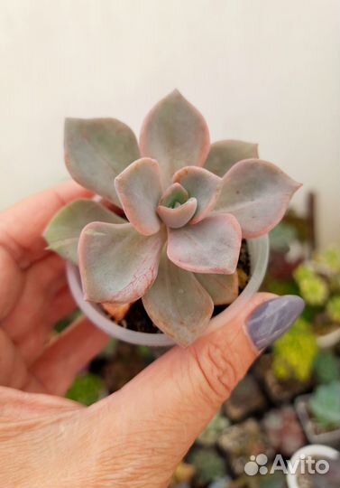 Суккуленты, эхеверии