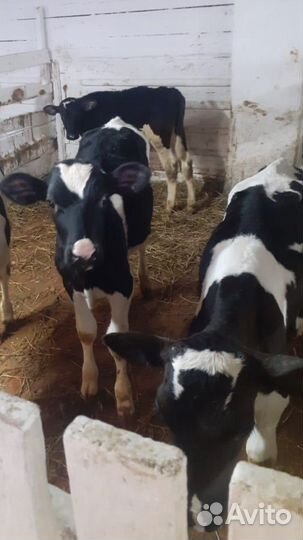 Бычки и быки телки и телочки