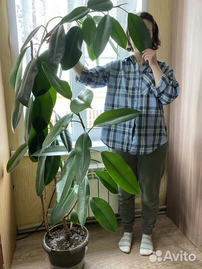 Фикус эластик взрослое растение