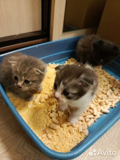 Котята Шотландсие