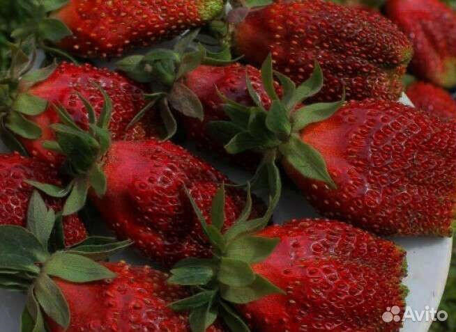 Рассада клубники на 2023