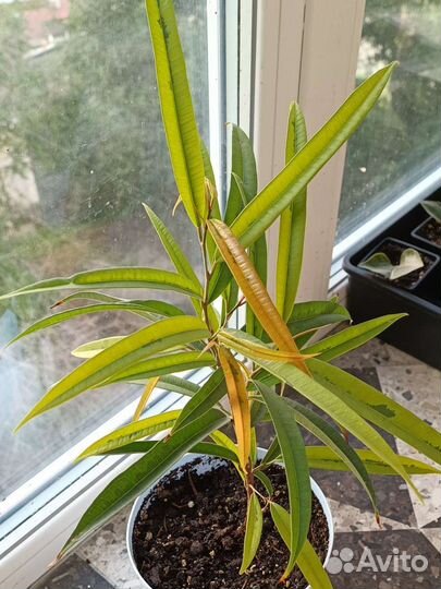 Фикус Али Амстел Голд