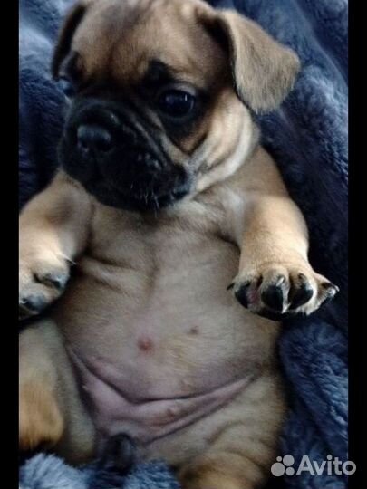 Французский бульдог щенки