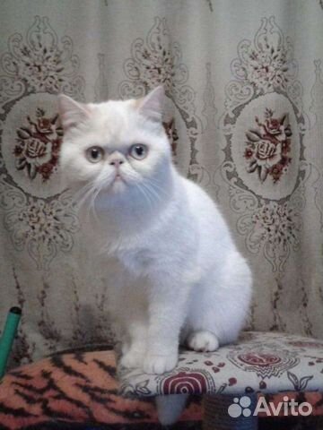Белоснежные экзотические котята объявление продам