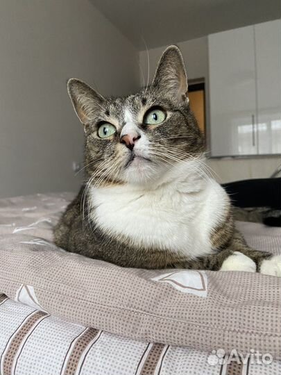 Ищу передержку для котика