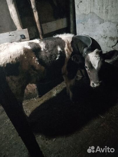 Домашние животные