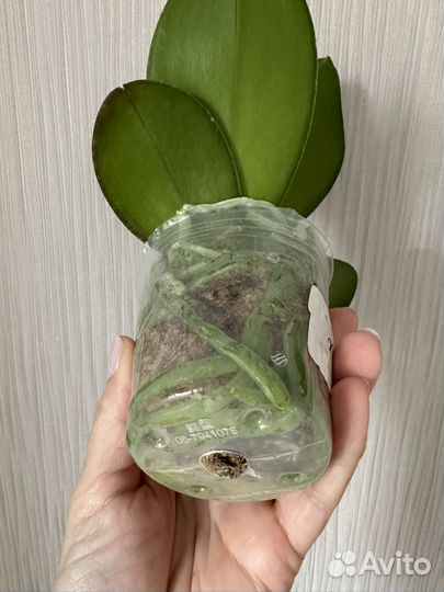 Орхидея фаленопсис Единорог