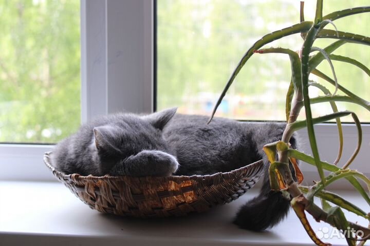 Кошка британка