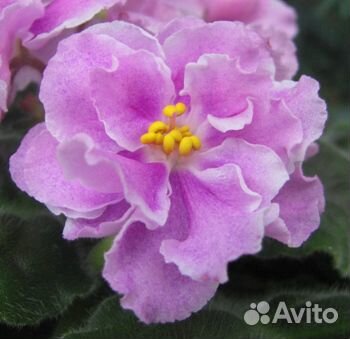 Фиалка Леший, Оptimara millenia лист, Ice Queen