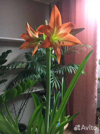 Амариллис гиппеаструм