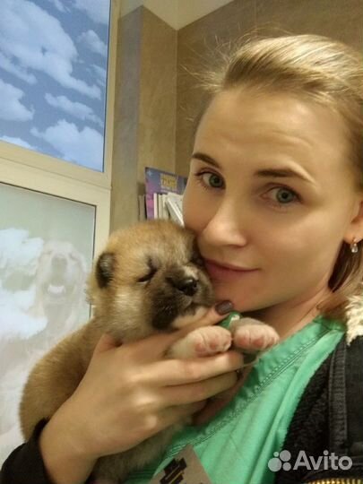 Вызов ветеринарного врача на дом