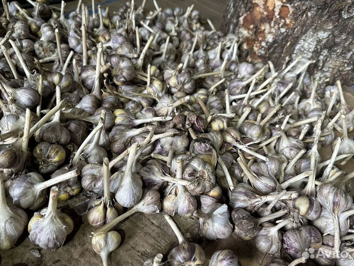 Чеснок озимый