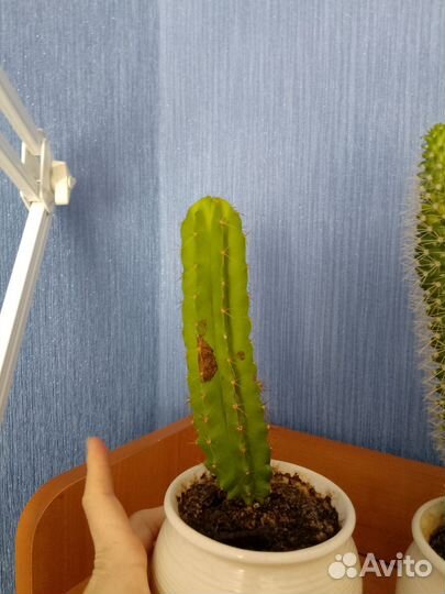 Кактус 2 шт набор