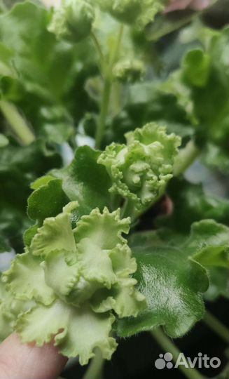 Фиалки листики