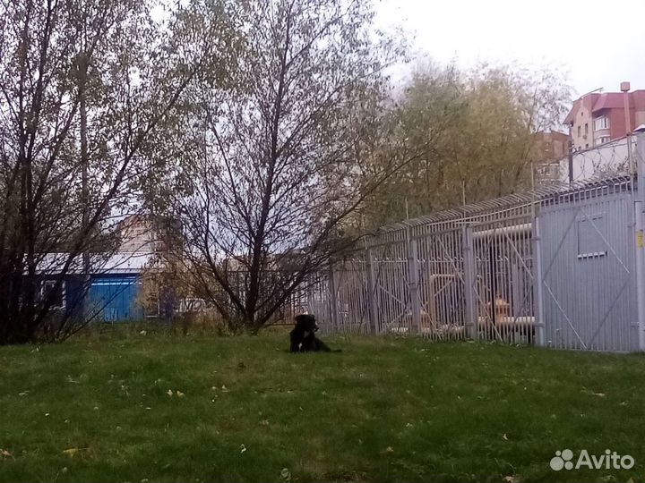 Собаки спасите