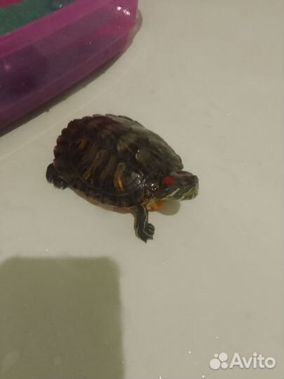 Красноухая черепаха бесплатно с аквариумом