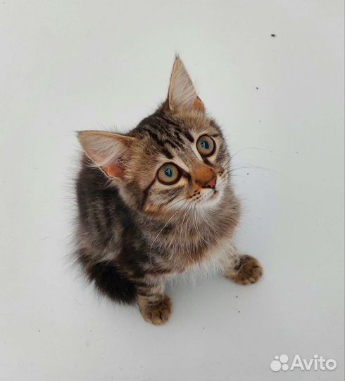 Котёнок в дар бесплатно